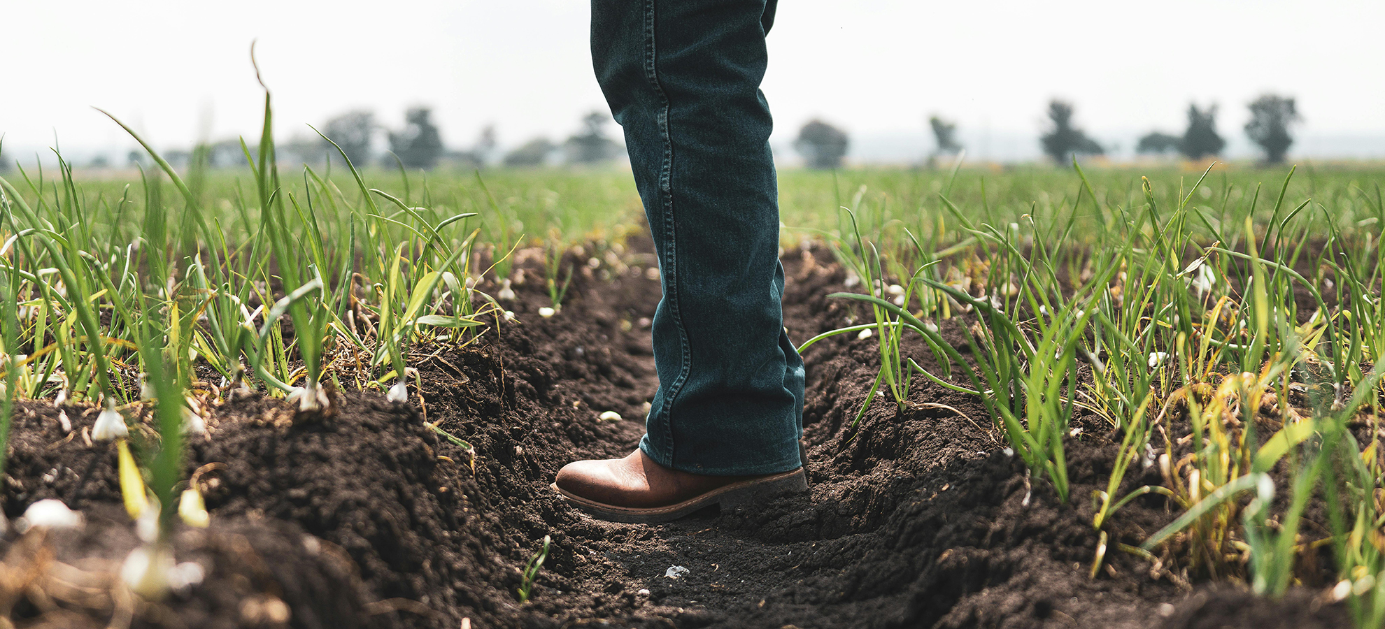 Agronegócio Fortalece a Economia Brasileira