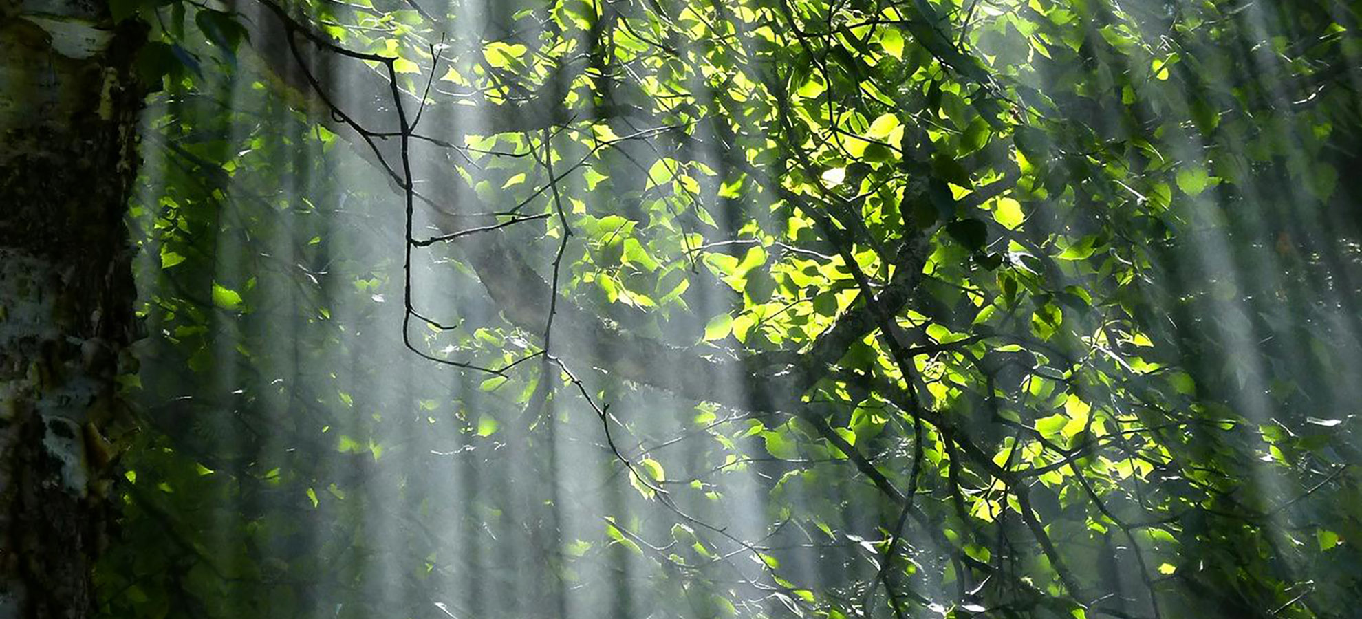 Projeto de Lei 2159/2021